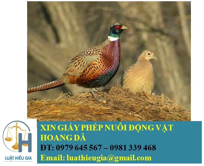 Chim Công-Đặc Điểm Sinh Học-Trang Trại Vườn Chim Việt